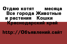 Отдаю котят. 1,5 месяца - Все города Животные и растения » Кошки   . Краснодарский край